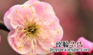 秉性是什么意思梅花的秉性是什么 梅花魂里面的秉性是什么意思