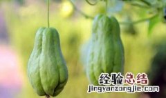 佛手瓜的营养价值 佛手瓜的营养价值和药用价值