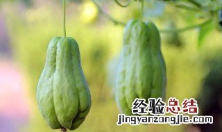 佛手瓜的营养价值 佛手瓜的营养价值和药用价值