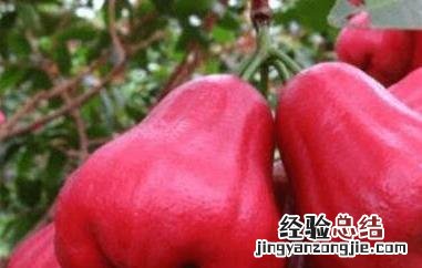 洋蒲桃怎么吃 洋蒲桃怎么吃视频