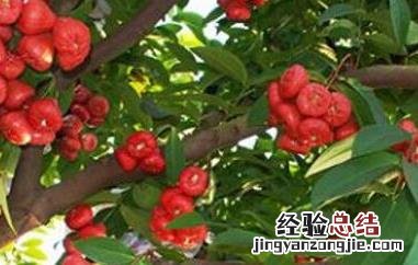 洋蒲桃怎么吃 洋蒲桃怎么吃视频