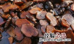 姜不辣怎么腌制好吃 姜不辣怎么腌制好吃视频