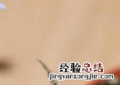 虎斑秋海棠有毒吗能活吗 虎斑秋海棠有毒吗