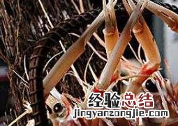 鳌虾的功效与作用 鳌虾刺身营养价值