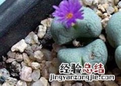 肉锥花蜕皮如何断水 肉锥花蜕皮如何断水