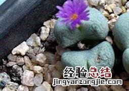 肉锥花蜕皮如何断水 肉锥花蜕皮如何断水
