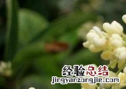 四季桂花种植方法和注意事项 四季桂如何种植