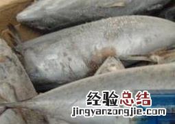 炮弹鱼什么人不能吃 炮弹鱼什么人不能吃的