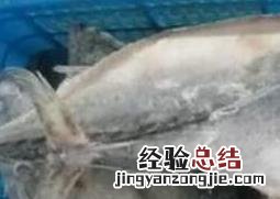炮弹鱼什么人不能吃 炮弹鱼什么人不能吃的
