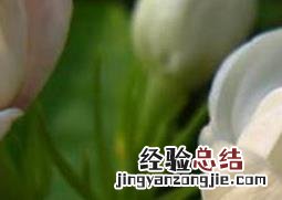 铁茉莉如何养殖 铁茉莉养殖方法
