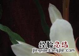昙花如何养殖 昙花如何养殖才开花
