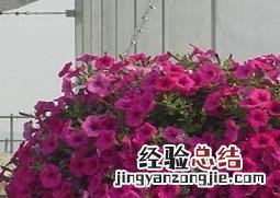 矮牵牛花的养殖方法和技巧 矮牵牛花的种植方法