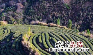 隆林地区茶叶种植的有利自然条件 隆林地区茶叶种植的有利自然条件有哪些