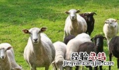 养羊漏粪板下边怎么设计 养羊塑料漏粪板安装