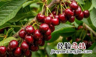 车厘子好种吗?树是不是很大棵? 车厘子好种吗