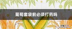 葡萄套袋前必须打药吗? 葡萄套袋前必须打药吗