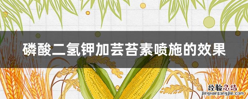 磷酸二氢钾加芸苔素喷施的效果 磷酸二氢钾加芸苔素喷施的效果葡萄树能喷