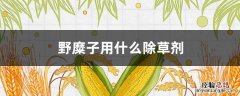 野糜子用什么除草剂 玉米地野糜子用什么除草剂