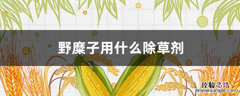 野糜子用什么除草剂 玉米地野糜子用什么除草剂