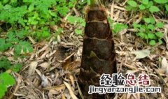 烟熏笋干的制作方法 烟熏笋如何做