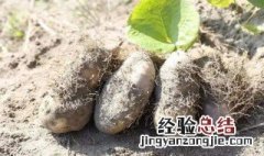 毛薯汤如何做 毛薯汤如何做才好吃