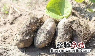 毛薯汤如何做 毛薯汤如何做才好吃