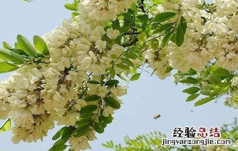 干槐花的功效与作用图片 干槐花的功效与作用