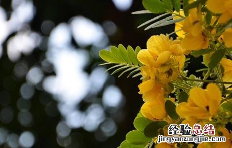 干槐花的功效与作用图片 干槐花的功效与作用