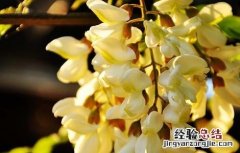 干槐花的功效与作用图片 干槐花的功效与作用