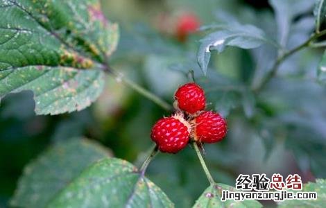 山楂叶的功效与作用 山楂叶的功效与作用药用价值