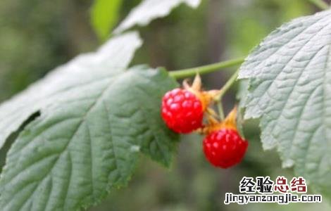 山楂叶的功效与作用 山楂叶的功效与作用药用价值