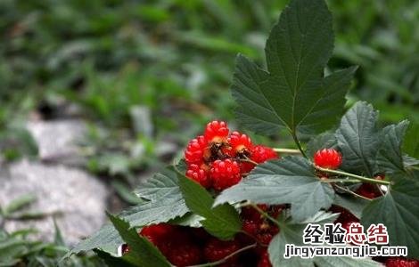 山楂叶的功效与作用 山楂叶的功效与作用药用价值