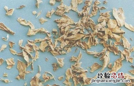 罗布麻叶泡水喝的功效与作用 罗布麻叶泡水喝有什么功效