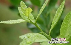 橘叶的功效与作用 橘叶的功效与作用的功能与主治