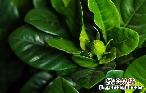 橘叶的功效与作用 橘叶的功效与作用的功能与主治