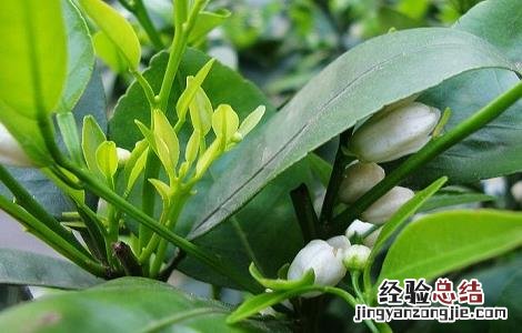 橘叶的功效与作用 橘叶的功效与作用的功能与主治