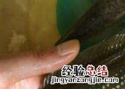 七星黑鱼和黑鱼的区别 七星鱼和黑鱼的区别