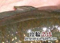 七星黑鱼和黑鱼的区别 七星鱼和黑鱼的区别