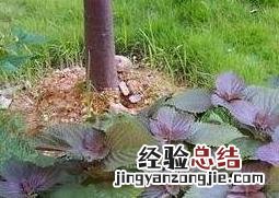 紫苏熬水洗脸的好处 紫苏熬水洗脸的好处和坏处