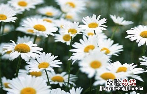 洋甘菊的功效与作用对皮肤的作用 洋甘菊的功效与作用