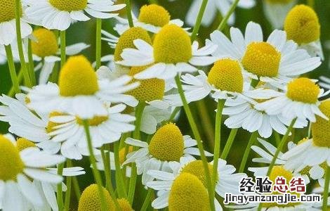 洋甘菊的功效与作用对皮肤的作用 洋甘菊的功效与作用