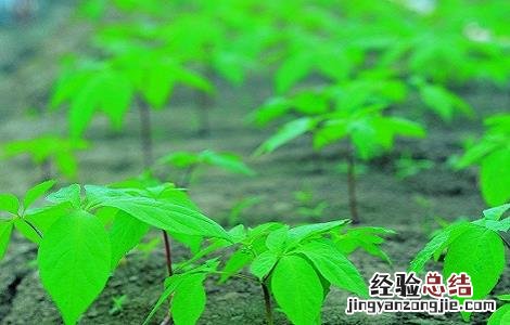 人参叶的功效与作用 人参叶的功效与作用及禁忌