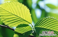 人参叶的功效与作用 人参叶的功效与作用及禁忌