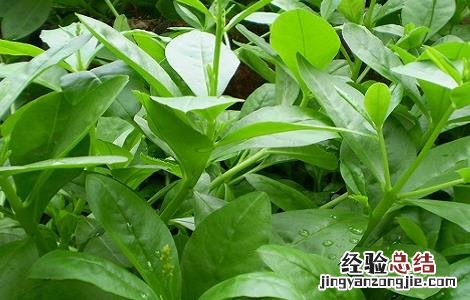 人参叶的功效与作用 人参叶的功效与作用及禁忌