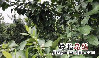 柑橘开花期喷什么药保果 柑橘开花打什么药