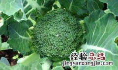 菜上有腻虫如何处理 菜上有腻虫用什么药