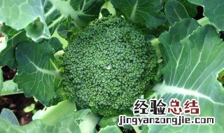菜上有腻虫如何处理 菜上有腻虫用什么药