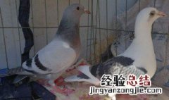 家鸽一年能抱几窝 鸽子一年能抱几窝小鸽子