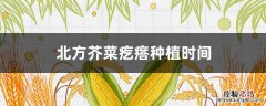北方芥菜疙瘩种植时间 芥菜疙瘩种植时间及种植技术要点