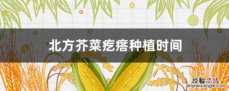 北方芥菜疙瘩种植时间 芥菜疙瘩种植时间及种植技术要点